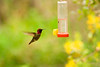 Feeding Hummingbird